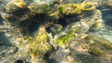 Mercan Resifi 'ndeki Renkli Resif Balığı. Sualtı Tropik Balık Okulu, Deniz Balığı Ekosistemi, Mercan Resifi Balık Habitatı, Okyanus Yaşamı ve Biyolojik Çeşitlilik.