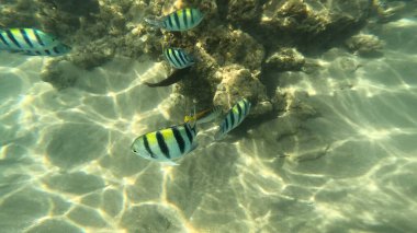 Mercan Resifi 'ndeki Renkli Resif Balığı. Sualtı Tropik Balık Okulu, Deniz Balığı Ekosistemi, Mercan Resifi Balık Habitatı, Okyanus Yaşamı ve Biyolojik Çeşitlilik.