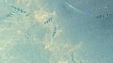 Mercan Resifi 'ndeki Renkli Resif Balığı. Sualtı Tropik Balık Okulu, Deniz Balığı Ekosistemi, Mercan Resifi Balık Habitatı, Okyanus Yaşamı ve Biyolojik Çeşitlilik.