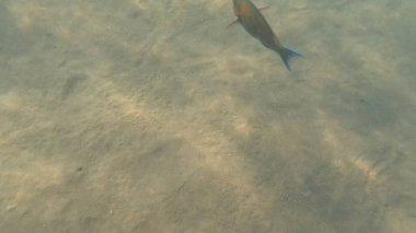 Mercan Resifi 'ndeki Renkli Resif Balığı. Sualtı Tropik Balık Okulu, Deniz Balığı Ekosistemi, Mercan Resifi Balık Habitatı, Okyanus Yaşamı ve Biyolojik Çeşitlilik.