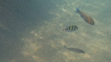 Mercan Resifi 'ndeki Renkli Resif Balığı. Sualtı Tropik Balık Okulu, Deniz Balığı Ekosistemi, Mercan Resifi Balık Habitatı, Okyanus Yaşamı ve Biyolojik Çeşitlilik.