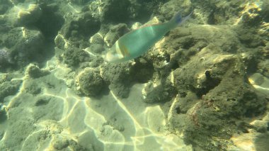 Mercan Resifi 'ndeki Renkli Resif Balığı. Sualtı Tropik Balık Okulu, Deniz Balığı Ekosistemi, Mercan Resifi Balık Habitatı, Okyanus Yaşamı ve Biyolojik Çeşitlilik.