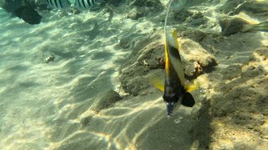 Mercan Resifi 'ndeki Renkli Resif Balığı. Sualtı Tropik Balık Okulu, Deniz Balığı Ekosistemi, Mercan Resifi Balık Habitatı, Okyanus Yaşamı ve Biyolojik Çeşitlilik.