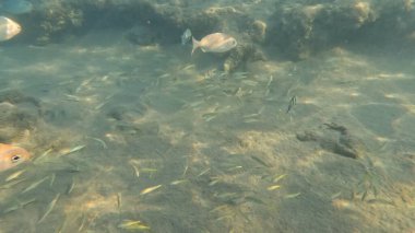 Mercan Resifi 'ndeki Renkli Resif Balığı. Sualtı Tropik Balık Okulu, Deniz Balığı Ekosistemi, Mercan Resifi Balık Habitatı, Okyanus Yaşamı ve Biyolojik Çeşitlilik.