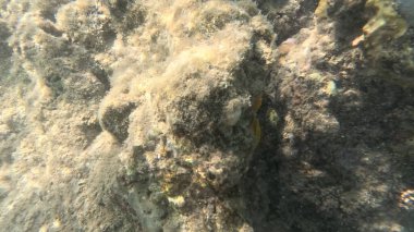 Mercan Resifi 'ndeki Renkli Resif Balığı. Sualtı Tropik Balık Okulu, Deniz Balığı Ekosistemi, Mercan Resifi Balık Habitatı, Okyanus Yaşamı ve Biyolojik Çeşitlilik.