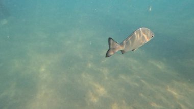 Mercan Resifi 'ndeki Renkli Resif Balığı. Sualtı Tropik Balık Okulu, Deniz Balığı Ekosistemi, Mercan Resifi Balık Habitatı, Okyanus Yaşamı ve Biyolojik Çeşitlilik.