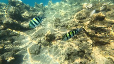 Mercan Resifi 'ndeki Renkli Resif Balığı. Sualtı Tropik Balık Okulu, Deniz Balığı Ekosistemi, Mercan Resifi Balık Habitatı, Okyanus Yaşamı ve Biyolojik Çeşitlilik.