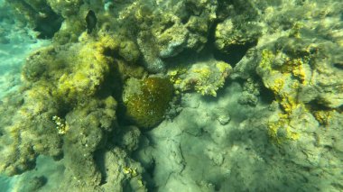 Mercan Resifi 'ndeki Renkli Resif Balığı. Sualtı Tropik Balık Okulu, Deniz Balığı Ekosistemi, Mercan Resifi Balık Habitatı, Okyanus Yaşamı ve Biyolojik Çeşitlilik.
