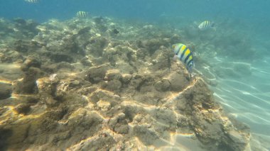 Mercan Resifi 'ndeki Renkli Resif Balığı. Sualtı Tropik Balık Okulu, Deniz Balığı Ekosistemi, Mercan Resifi Balık Habitatı, Okyanus Yaşamı ve Biyolojik Çeşitlilik.