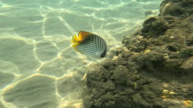 Mercan Resifi 'ndeki Renkli Resif Balığı. Sualtı Tropik Balık Okulu, Deniz Balığı Ekosistemi, Mercan Resifi Balık Habitatı, Okyanus Yaşamı ve Biyolojik Çeşitlilik.