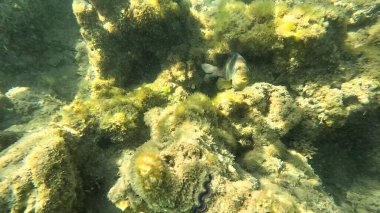 Mercan Resifi 'ndeki Renkli Resif Balığı. Sualtı Tropik Balık Okulu, Deniz Balığı Ekosistemi, Mercan Resifi Balık Habitatı, Okyanus Yaşamı ve Biyolojik Çeşitlilik.