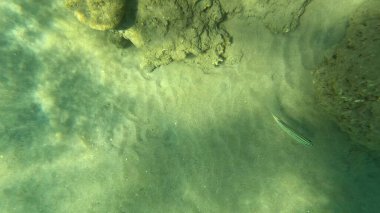 Mercan Resifi 'ndeki Renkli Resif Balığı. Sualtı Tropik Balık Okulu, Deniz Balığı Ekosistemi, Mercan Resifi Balık Habitatı, Okyanus Yaşamı ve Biyolojik Çeşitlilik.