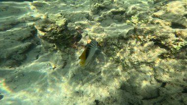 Mercan Resifi 'ndeki Renkli Resif Balığı. Sualtı Tropik Balık Okulu, Deniz Balığı Ekosistemi, Mercan Resifi Balık Habitatı, Okyanus Yaşamı ve Biyolojik Çeşitlilik.