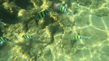 Mercan Resifi 'ndeki Renkli Resif Balığı. Sualtı Tropik Balık Okulu, Deniz Balığı Ekosistemi, Mercan Resifi Balık Habitatı, Okyanus Yaşamı ve Biyolojik Çeşitlilik.
