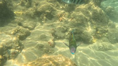 Mercan Resifi 'ndeki Renkli Resif Balığı. Sualtı Tropik Balık Okulu, Deniz Balığı Ekosistemi, Mercan Resifi Balık Habitatı, Okyanus Yaşamı ve Biyolojik Çeşitlilik.