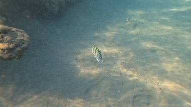 Mercan Resifi 'ndeki Renkli Resif Balığı. Sualtı Tropik Balık Okulu, Deniz Balığı Ekosistemi, Mercan Resifi Balık Habitatı, Okyanus Yaşamı ve Biyolojik Çeşitlilik.