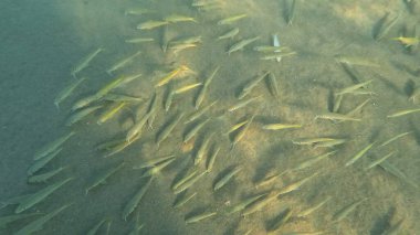 Mercan Resifi 'ndeki Renkli Resif Balığı. Sualtı Tropik Balık Okulu, Deniz Balığı Ekosistemi, Mercan Resifi Balık Habitatı, Okyanus Yaşamı ve Biyolojik Çeşitlilik.