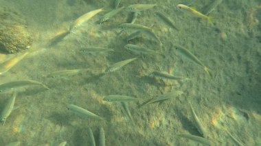 Mercan Resifi 'ndeki Renkli Resif Balığı. Sualtı Tropik Balık Okulu, Deniz Balığı Ekosistemi, Mercan Resifi Balık Habitatı, Okyanus Yaşamı ve Biyolojik Çeşitlilik.