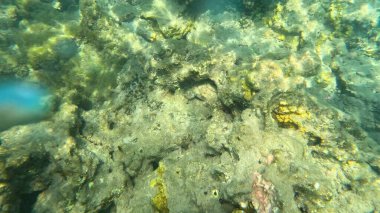 Mercan Resifi 'ndeki Renkli Resif Balığı. Sualtı Tropik Balık Okulu, Deniz Balığı Ekosistemi, Mercan Resifi Balık Habitatı, Okyanus Yaşamı ve Biyolojik Çeşitlilik.