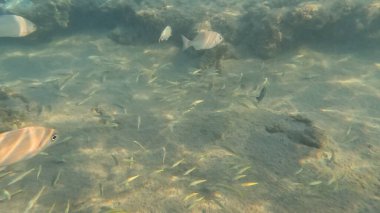 Mercan Resifi 'ndeki Renkli Resif Balığı. Sualtı Tropik Balık Okulu, Deniz Balığı Ekosistemi, Mercan Resifi Balık Habitatı, Okyanus Yaşamı ve Biyolojik Çeşitlilik.