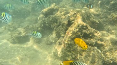 Mercan Resifi 'ndeki Renkli Resif Balığı. Sualtı Tropik Balık Okulu, Deniz Balığı Ekosistemi, Mercan Resifi Balık Habitatı, Okyanus Yaşamı ve Biyolojik Çeşitlilik.