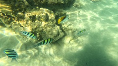 Mercan Resifi 'ndeki Renkli Resif Balığı. Sualtı Tropik Balık Okulu, Deniz Balığı Ekosistemi, Mercan Resifi Balık Habitatı, Okyanus Yaşamı ve Biyolojik Çeşitlilik.