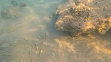 Mercan Resifi 'ndeki Renkli Resif Balığı. Sualtı Tropik Balık Okulu, Deniz Balığı Ekosistemi, Mercan Resifi Balık Habitatı, Okyanus Yaşamı ve Biyolojik Çeşitlilik.