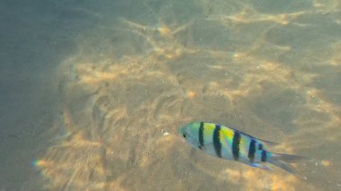 Mercan Resifi 'ndeki Renkli Resif Balığı. Sualtı Tropik Balık Okulu, Deniz Balığı Ekosistemi, Mercan Resifi Balık Habitatı, Okyanus Yaşamı ve Biyolojik Çeşitlilik.