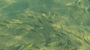 Mercan resifinde resif balığı ve tropikal balık. Sualtı Denizcilik Ortamı 'ndaki Balık Okulu, Mercan Resifi Biyolojik Çeşitliliği, Okyanus Balıkları Habitatı.