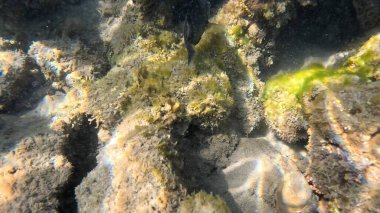 Mercan resifinde resif balığı ve tropikal balık. Sualtı Denizcilik Ortamı 'ndaki Balık Okulu, Mercan Resifi Biyolojik Çeşitliliği, Okyanus Balıkları Habitatı.