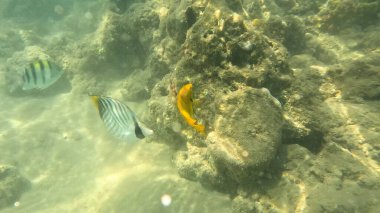 Mercan resifinde resif balığı ve tropikal balık. Sualtı Denizcilik Ortamı 'ndaki Balık Okulu, Mercan Resifi Biyolojik Çeşitliliği, Okyanus Balıkları Habitatı.