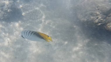 Mercan resifinde resif balığı ve tropikal balık. Sualtı Denizcilik Ortamı 'ndaki Balık Okulu, Mercan Resifi Biyolojik Çeşitliliği, Okyanus Balıkları Habitatı.