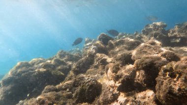Mercan resifinde resif balığı ve tropikal balık. Sualtı Denizcilik Ortamı 'ndaki Balık Okulu, Mercan Resifi Biyolojik Çeşitliliği, Okyanus Balıkları Habitatı.