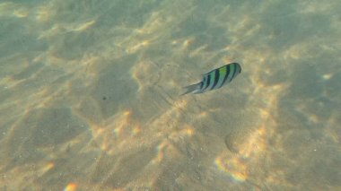 Mercan resifinde resif balığı ve tropikal balık. Sualtı Denizcilik Ortamı 'ndaki Balık Okulu, Mercan Resifi Biyolojik Çeşitliliği, Okyanus Balıkları Habitatı.