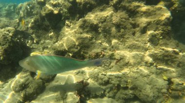 Mercan resifinde resif balığı ve tropikal balık. Sualtı Denizcilik Ortamı 'ndaki Balık Okulu, Mercan Resifi Biyolojik Çeşitliliği, Okyanus Balıkları Habitatı.
