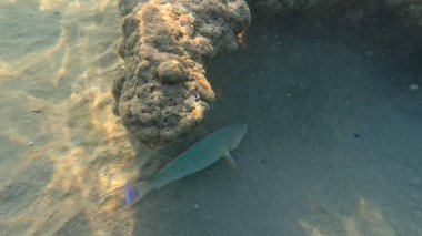 Mercan resifinde resif balığı ve tropikal balık. Sualtı Denizcilik Ortamı 'ndaki Balık Okulu, Mercan Resifi Biyolojik Çeşitliliği, Okyanus Balıkları Habitatı.