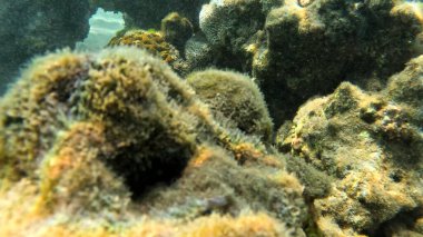 Mercan resifinde resif balığı ve tropikal balık. Sualtı Denizcilik Ortamı 'ndaki Balık Okulu, Mercan Resifi Biyolojik Çeşitliliği, Okyanus Balıkları Habitatı.