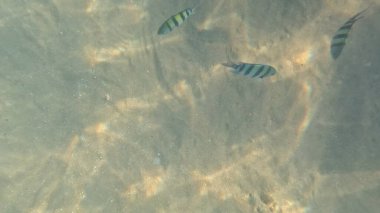 Mercan resifinde resif balığı ve tropikal balık. Sualtı Denizcilik Ortamı 'ndaki Balık Okulu, Mercan Resifi Biyolojik Çeşitliliği, Okyanus Balıkları Habitatı.