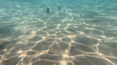 Mercan resifinde resif balığı ve tropikal balık. Sualtı Denizcilik Ortamı 'ndaki Balık Okulu, Mercan Resifi Biyolojik Çeşitliliği, Okyanus Balıkları Habitatı.