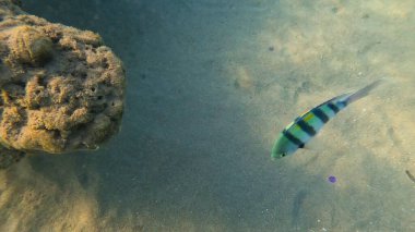 Mercan resifinde resif balığı ve tropikal balık. Sualtı Denizcilik Ortamı 'ndaki Balık Okulu, Mercan Resifi Biyolojik Çeşitliliği, Okyanus Balıkları Habitatı.