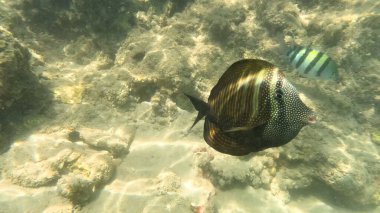 Balık. Balıklar. Mercan kayalıkları. Su altındaki mercan resiflerinde renkli yaşam. Renkli Tropikal Balıklar ve Deniz Hayatı. Sazlıktaki mercan kayalıklarında bir sürü balık var..