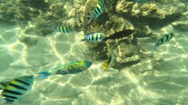 Balık. Balıklar. Mercan kayalıkları. Su altındaki mercan resiflerinde renkli yaşam. Renkli Tropikal Balıklar ve Deniz Hayatı. Sazlıktaki mercan kayalıklarında bir sürü balık var..