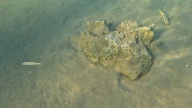 Balık. Balıklar. Mercan kayalıkları. Su altındaki mercan resiflerinde renkli yaşam. Renkli Tropikal Balıklar ve Deniz Hayatı. Sazlıktaki mercan kayalıklarında bir sürü balık var..