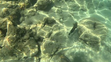 Balık. Balıklar. Mercan kayalıkları. Su altındaki mercan resiflerinde renkli yaşam. Renkli Tropikal Balıklar ve Deniz Hayatı. Sazlıktaki mercan kayalıklarında bir sürü balık var..