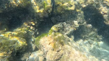 Balık. Balıklar. Mercan kayalıkları. Su altındaki mercan resiflerinde renkli yaşam. Renkli Tropikal Balıklar ve Deniz Hayatı. Sazlıktaki mercan kayalıklarında bir sürü balık var..