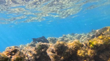 Balık. Balıklar. Mercan kayalıkları. Su altındaki mercan resiflerinde renkli yaşam. Renkli Tropikal Balıklar ve Deniz Hayatı. Sazlıktaki mercan kayalıklarında bir sürü balık var..