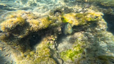 Balık. Balıklar. Mercan kayalıkları. Su altındaki mercan resiflerinde renkli yaşam. Renkli Tropikal Balıklar ve Deniz Hayatı. Sazlıktaki mercan kayalıklarında bir sürü balık var..