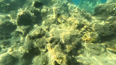 Balık. Balıklar. Mercan kayalıkları. Su altındaki mercan resiflerinde renkli yaşam. Renkli Tropikal Balıklar ve Deniz Hayatı. Sazlıktaki mercan kayalıklarında bir sürü balık var..