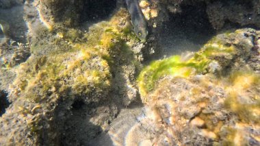 Balık. Balıklar. Mercan kayalıkları. Su altındaki mercan resiflerinde renkli yaşam. Renkli Tropikal Balıklar ve Deniz Hayatı. Sazlıktaki mercan kayalıklarında bir sürü balık var..