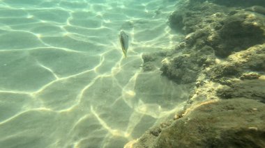 Balık. Balıklar. Mercan kayalıkları. Su altındaki mercan resiflerinde renkli yaşam. Renkli Tropikal Balıklar ve Deniz Hayatı. Sazlıktaki mercan kayalıklarında bir sürü balık var..